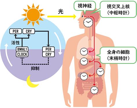 視交叉城郭|体内時計のコントロールセンターが脳の視交叉上核に。